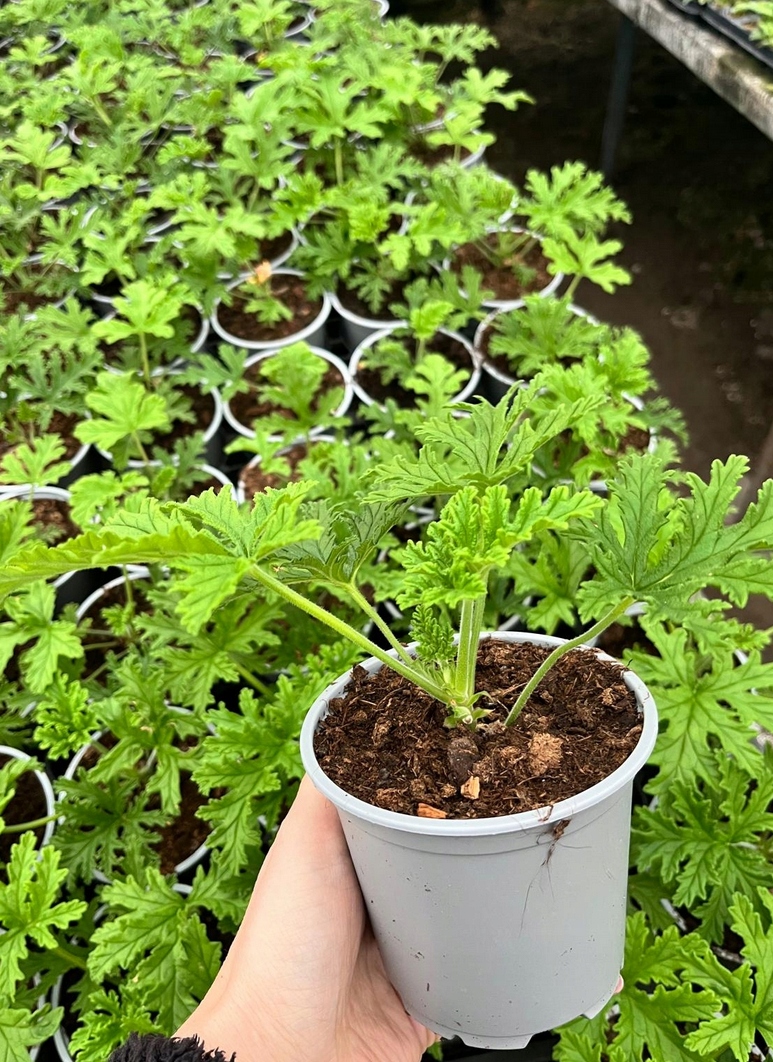 Geranium anginka Pelargonium graveolens - roślina w doniczce - obrazek 3