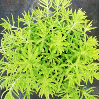 Sedum Rozchodnik Lemon Ball - sadzonka w doniczce