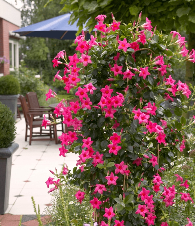 Sundavilla Mandevilla Dipladenia Classic PINK - sadzonka
