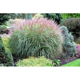 Trawa- Miscanthus DAVID