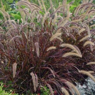 Trawa ozdobna Rozplenica Pennisetum RUBRUM - duża sadzonka