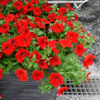 Surfinia Petunia ELECTRIC RED - sadzonka