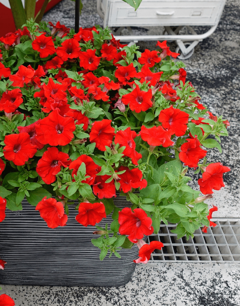 Surfinia Petunia ELECTRIC RED - sadzonka