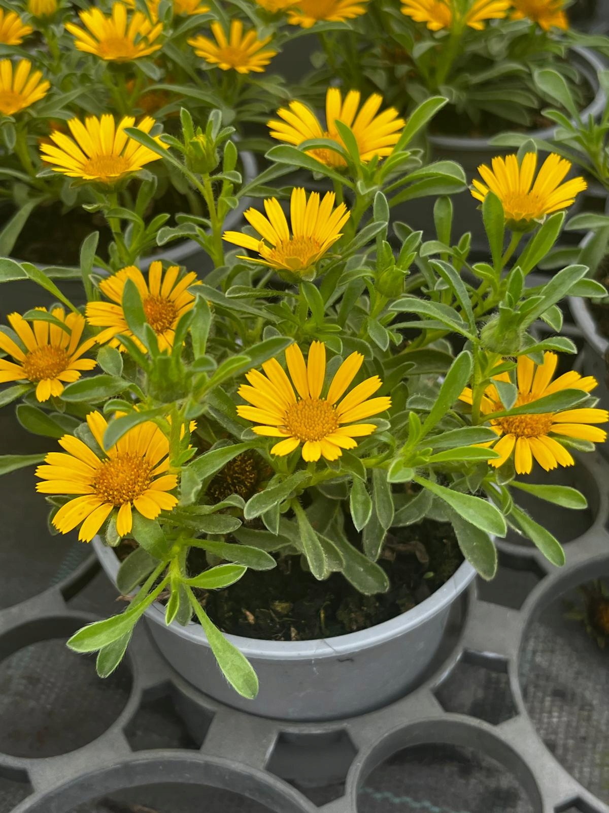 Asteriscus nadmorski Pusty Astericus maritimus - sadzonka - obrazek 4
