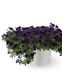 Surfinia Petunia Miniaturowa Itsy Blue - sadzonka - obrazek 2