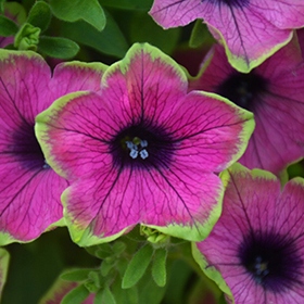 Surfinia Petunia PURPLE GREEN EDGE - sadzonka