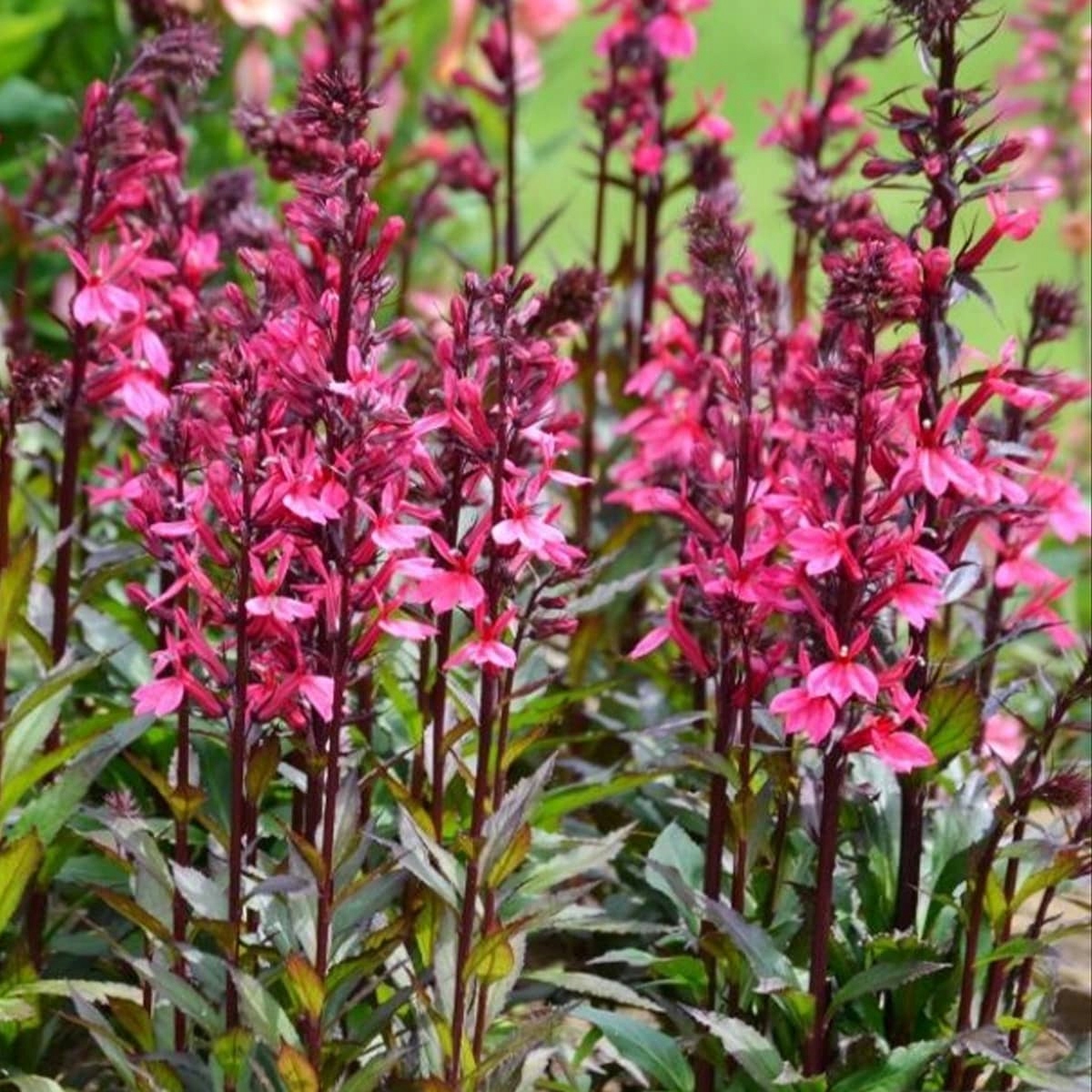 Lobelia okazała RÓŻOWA - sadzonka - obrazek 2