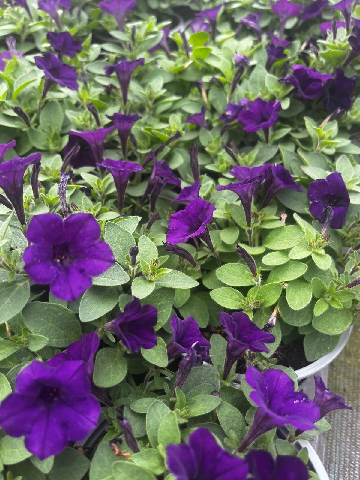 Surfinia Petunia Miniaturowa Itsy Blue - sadzonka - obrazek 5