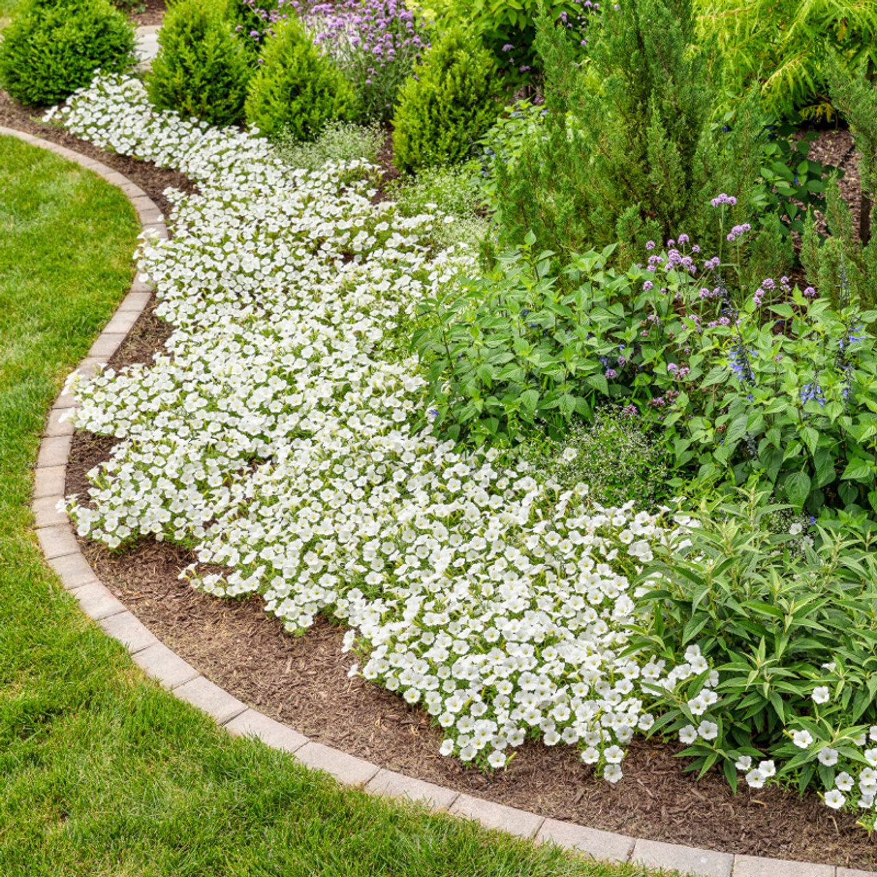 SUPERTUNIA VISTA SILVERBERRY - obrazek 4