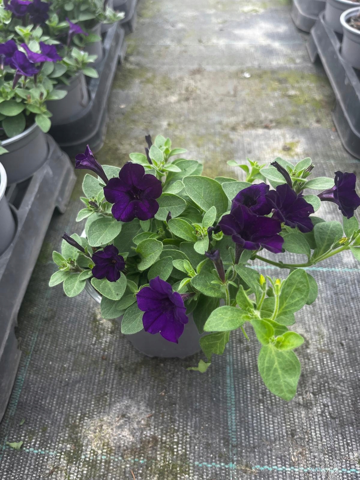 Surfinia Petunia Miniaturowa Itsy Blue - sadzonka - obrazek 7