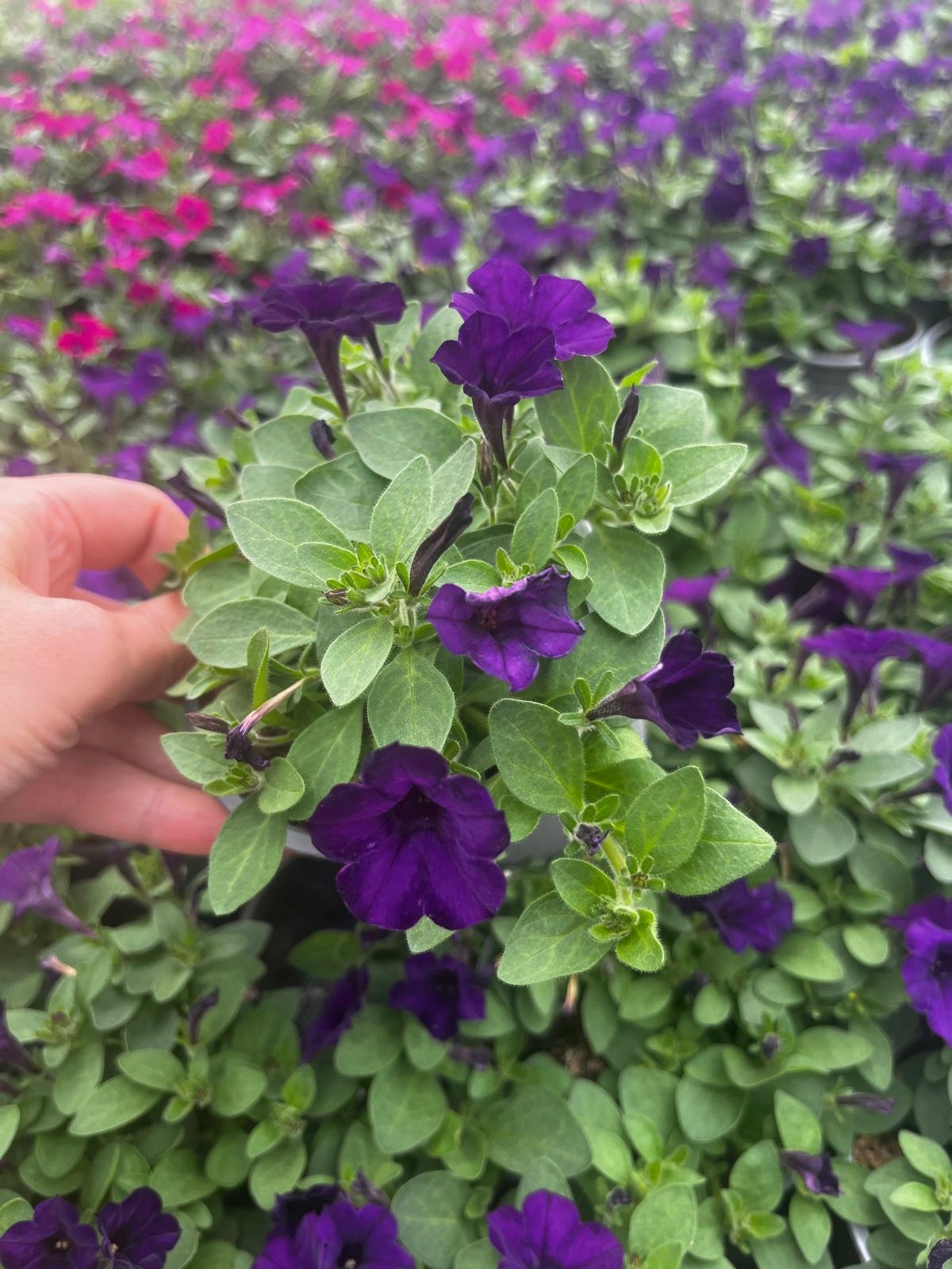 Surfinia Petunia Miniaturowa Itsy Blue - sadzonka - obrazek 6