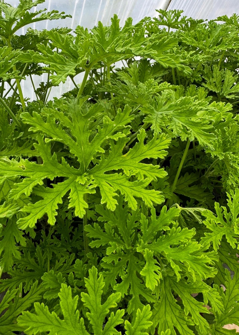 Geranium anginka Pelargonium graveolens - roślina w doniczce