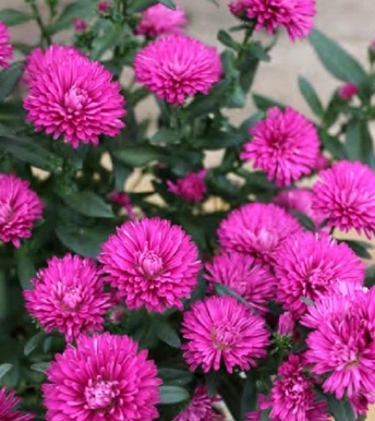 Aster nowobelgijski Sasha PINK - sadzonka - obrazek 8