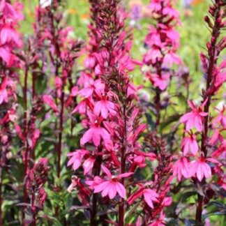 Lobelia okazała RÓŻOWA - sadzonka