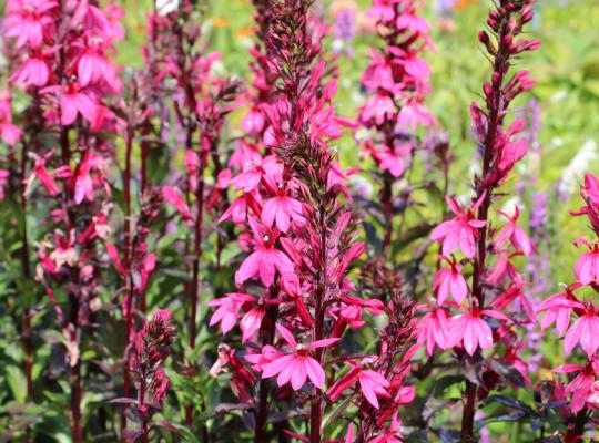 Lobelia okazała RÓŻOWA - sadzonka