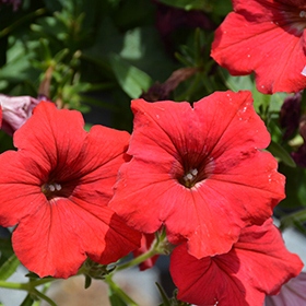 Surfinia Petunia ELECTRIC RED - sadzonka - obrazek 2