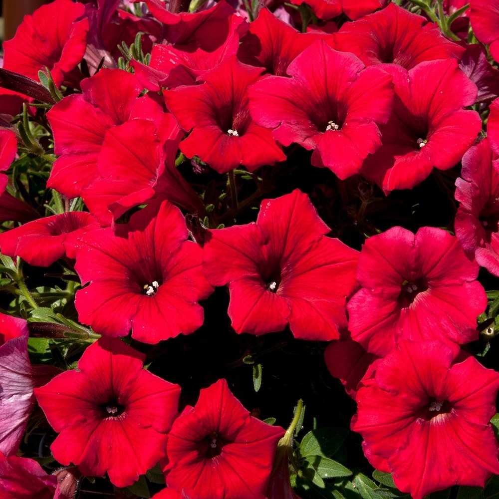 Surfinia Petunia ELECTRIC RED - sadzonka - obrazek 5