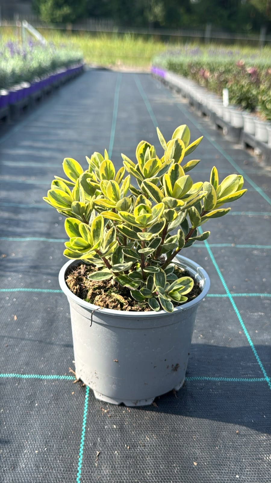 Hebe LEMON - sadzonka - obrazek 5