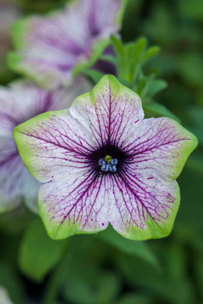Surfinia Petunia PURPLE VEIN GREEN EDGE - sadzonka - obrazek 5