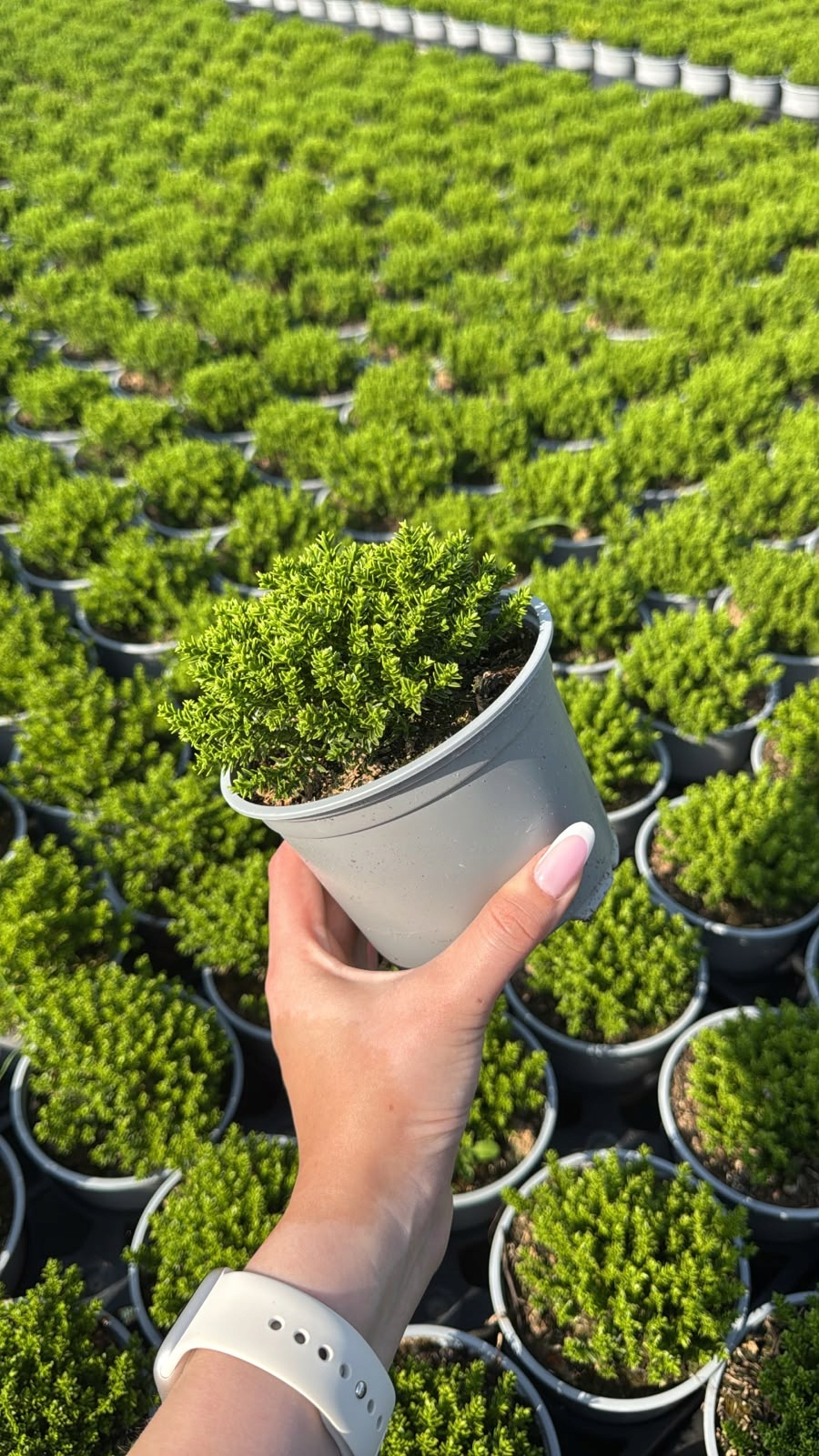 Hebe Green Globe ZIELONA KULKA! - sadzonka - obrazek 3