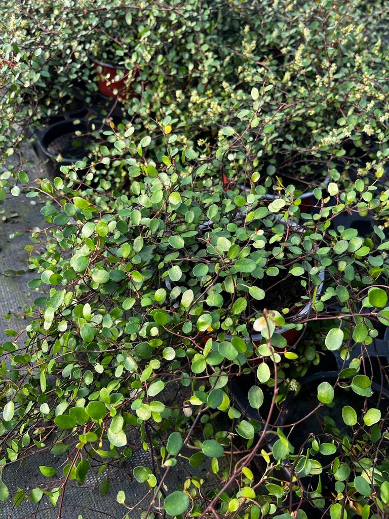 Muehlenbeckia complexa GREEN - sadzonka w doniczce - obrazek 5