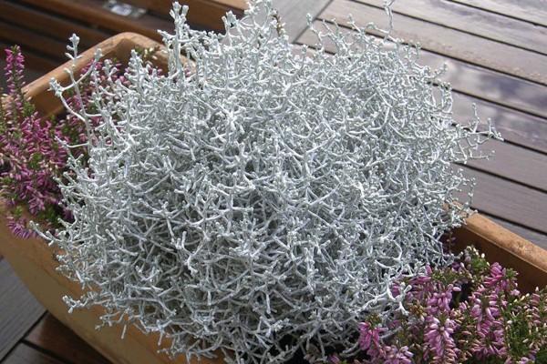 Patyczak Calocephalus Silver Ball - sadzonka - obrazek 2