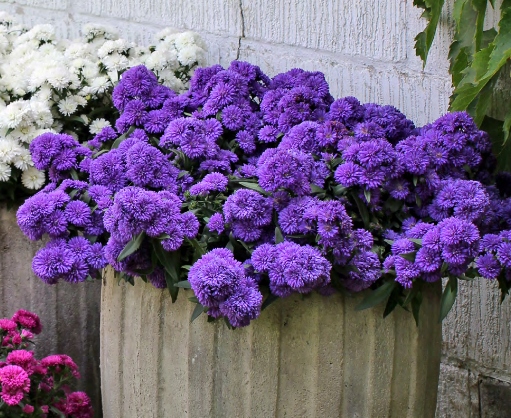 Aster nowobelgijskI Nicole VIOLET - sadzonka - obrazek 7
