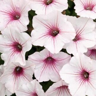SUPERTUNIA VISTA SILVERBERRY