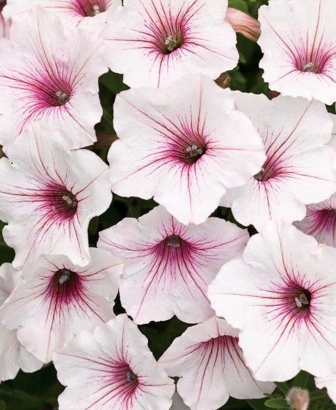 SUPERTUNIA VISTA SILVERBERRY