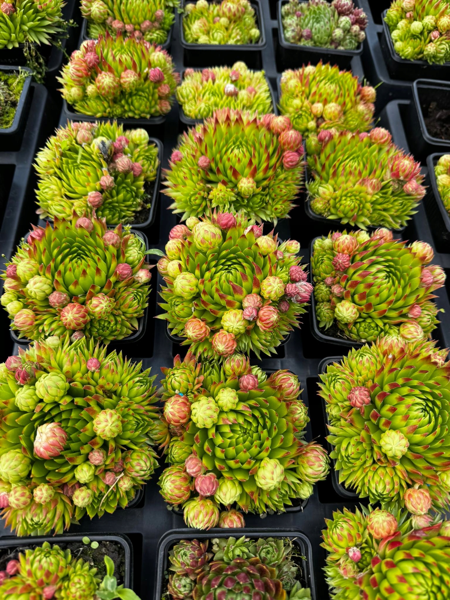 Rojniki Zielone Sempervivum - 6 sztuk - obrazek 4