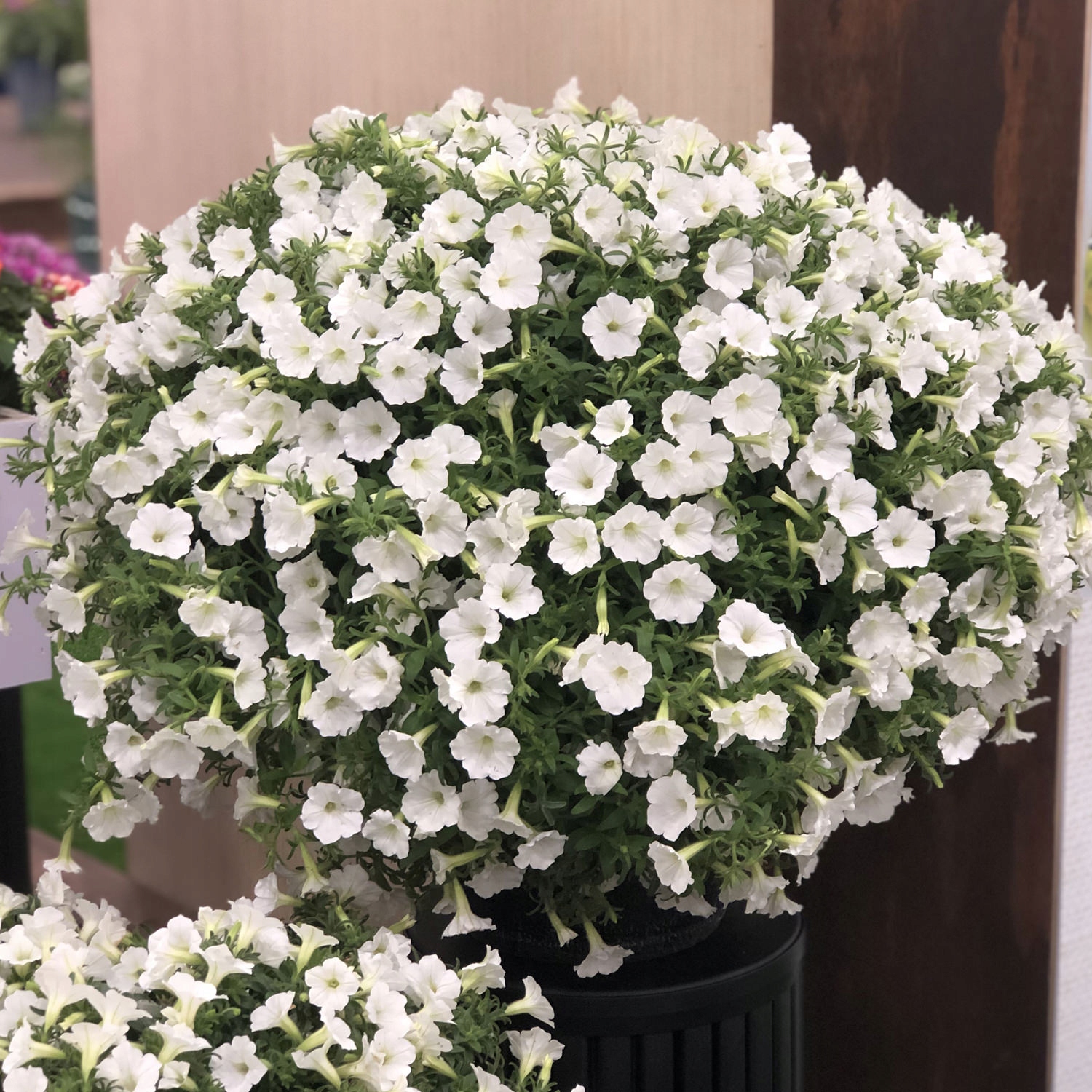 SUPERTUNIA VISTA SILVERBERRY - obrazek 2