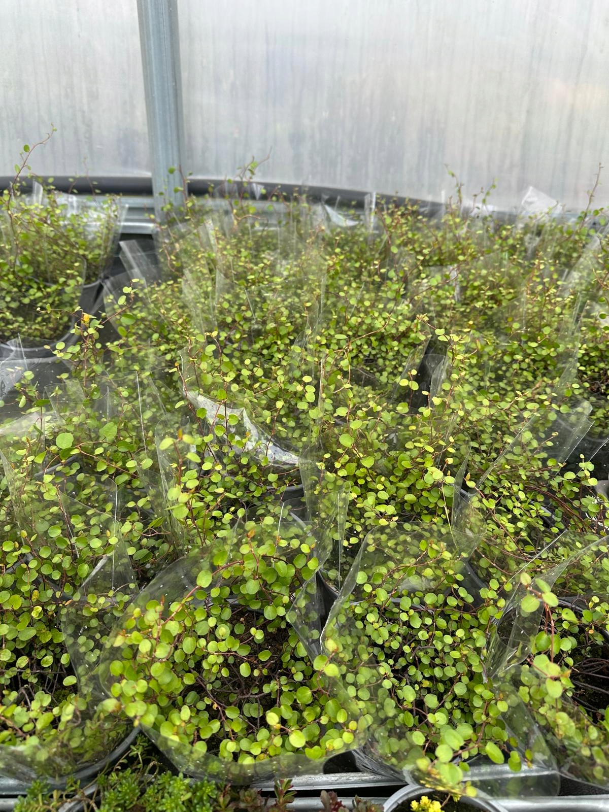Muehlenbeckia complexa GREEN - sadzonka w doniczce - obrazek 7