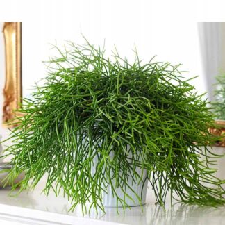 Rhipsalis Patyczak zielony - sadzonka w doniczce