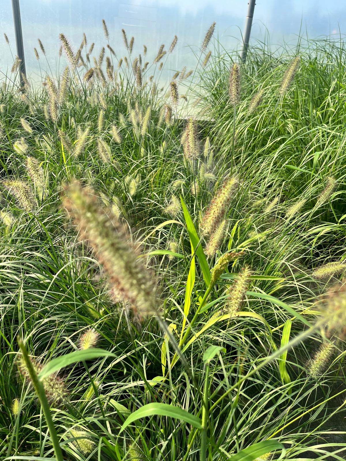 Trawa ozdobna Rozplenica Pennisetum HAMELN - sadzonka - obrazek 5
