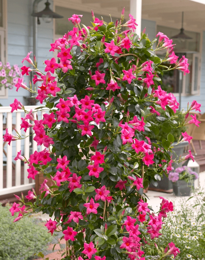 Sundavilla Mandevilla Dipladenia Classic PINK - sadzonka - obrazek 5