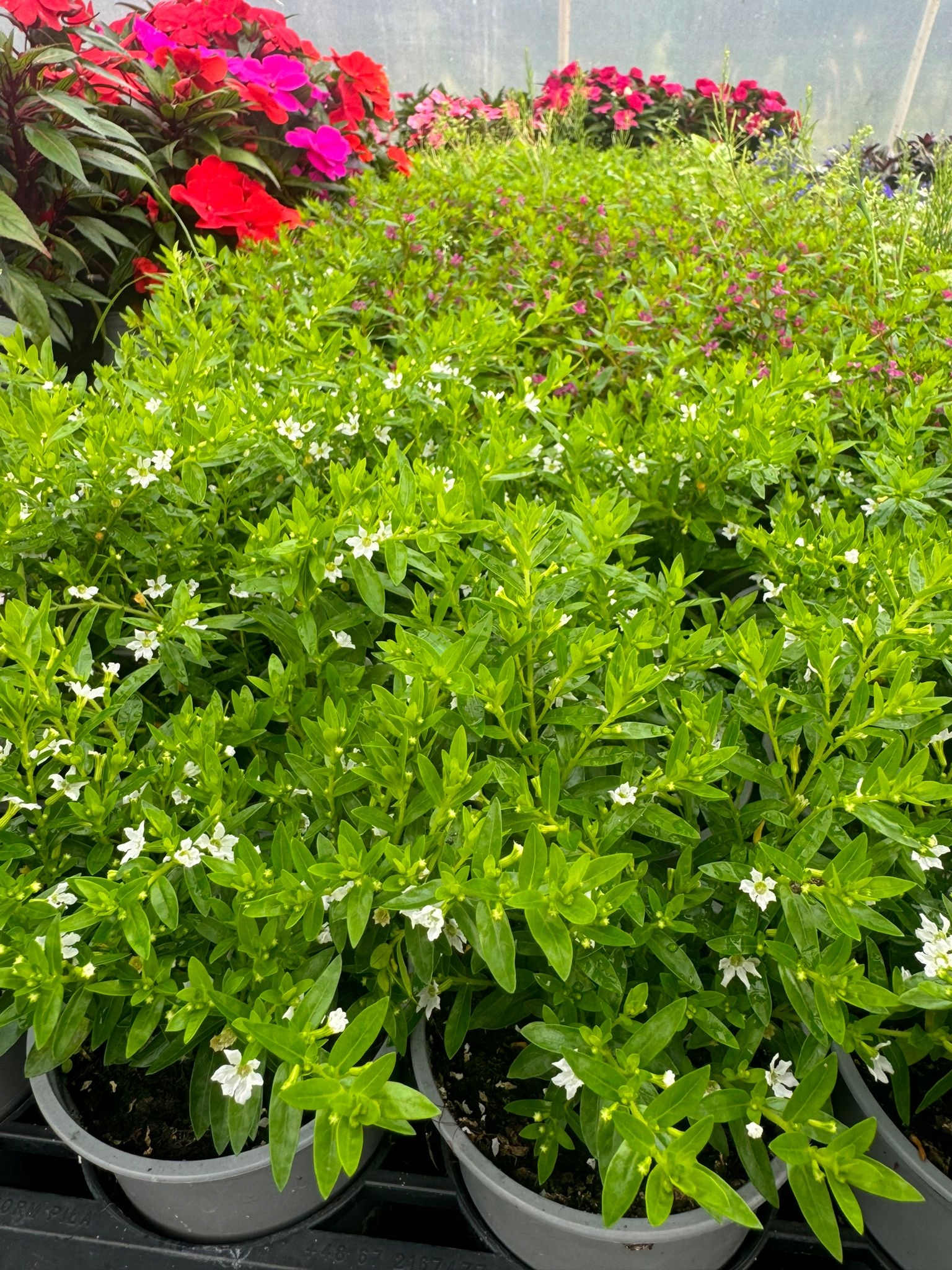 Kufea Hyzopolistna White BIAŁA Cuphea - sadzonka - obrazek 7