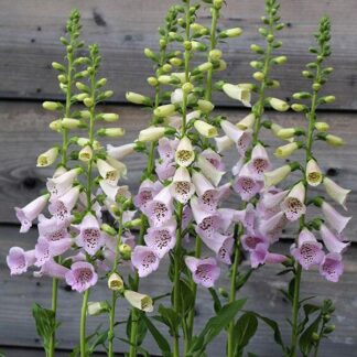 Naparstnica Digitalis purpurea Camelot LAVENDER - duża sadzonka