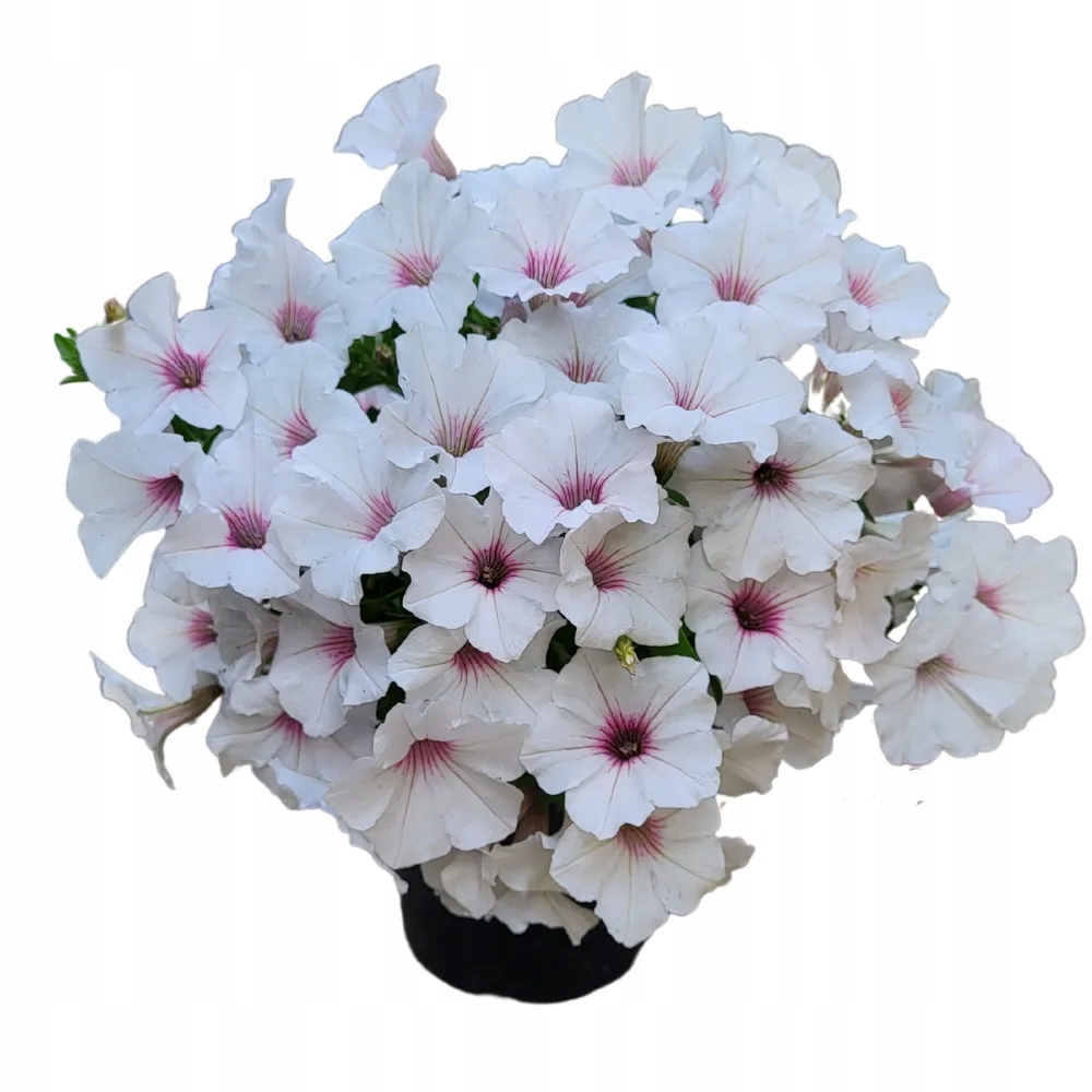 SUPERTUNIA VISTA SILVERBERRY - obrazek 3