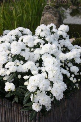 Aster nowobelgijski Jessica WHITE - sadzonka - obrazek 3