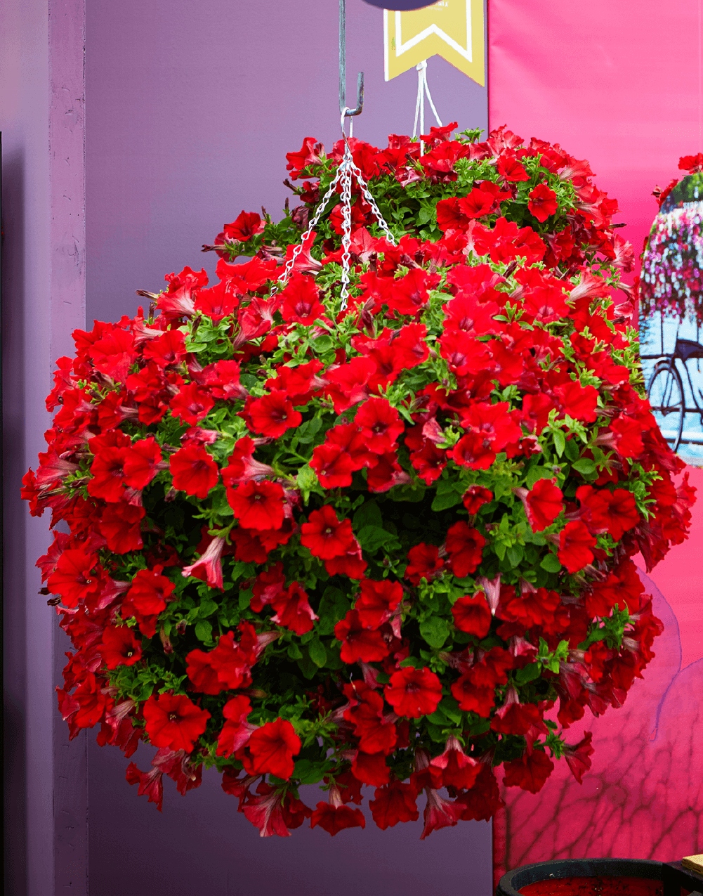 Surfinia Petunia ELECTRIC RED - sadzonka - obrazek 6
