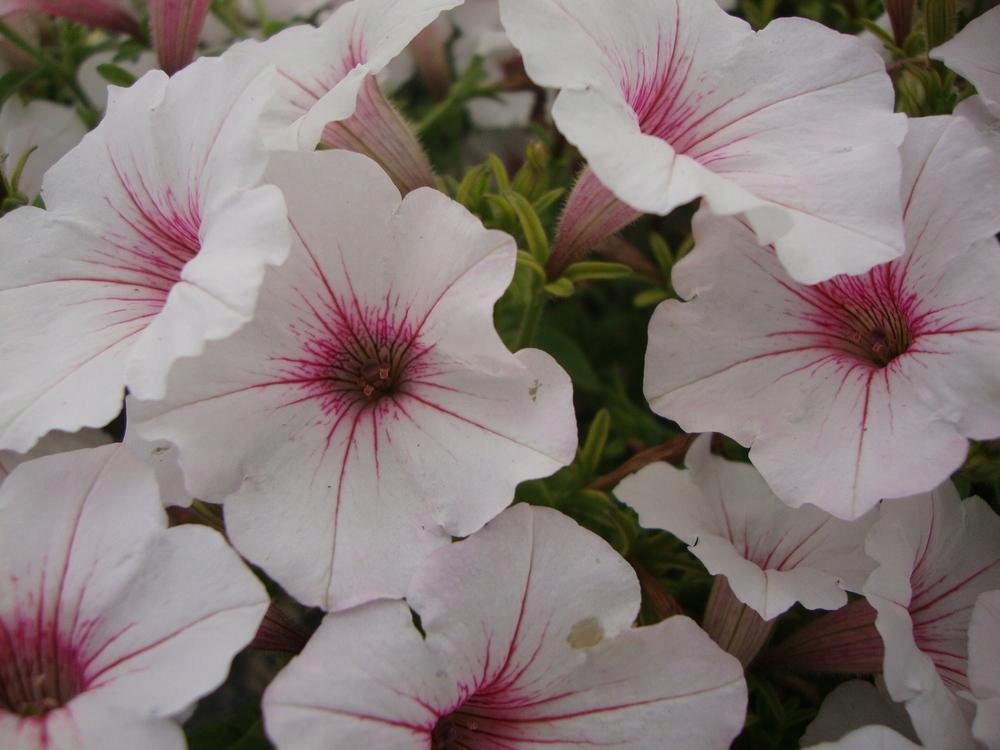 SUPERTUNIA VISTA SILVERBERRY - obrazek 7