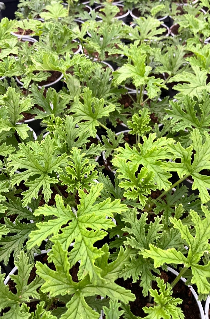 Geranium anginka Pelargonium graveolens - roślina w doniczce - obrazek 7