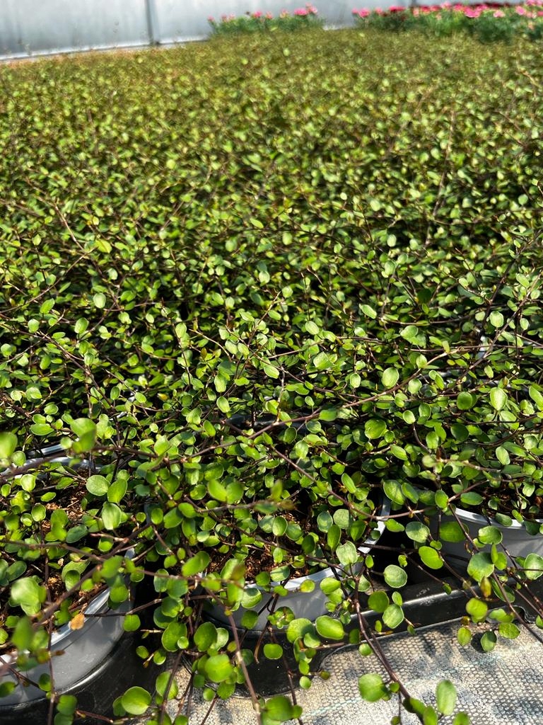 Muehlenbeckia complexa GREEN - sadzonka w doniczce - obrazek 3