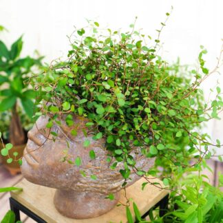 Muehlenbeckia complexa GREEN - sadzonka w doniczce