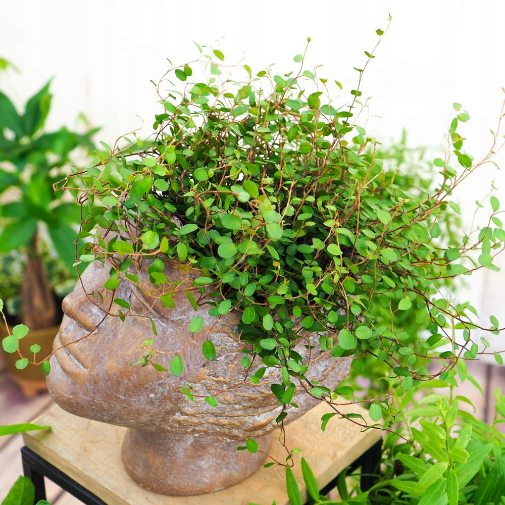 Muehlenbeckia complexa GREEN - sadzonka w doniczce