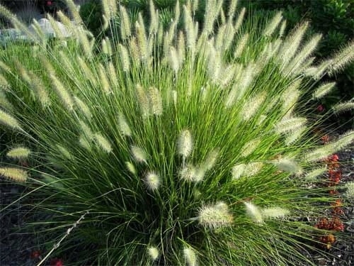 Trawa ozdobna Rozplenica Pennisetum HAMELN - sadzonka - obrazek 2