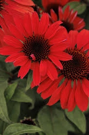 Jeżówka PANAMA RED - sadzonka