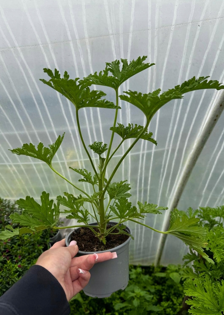 Geranium anginka Pelargonium graveolens - roślina w doniczce - obrazek 5
