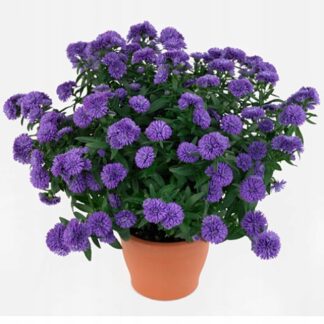 Aster nowobelgijskI Nicole VIOLET - sadzonka