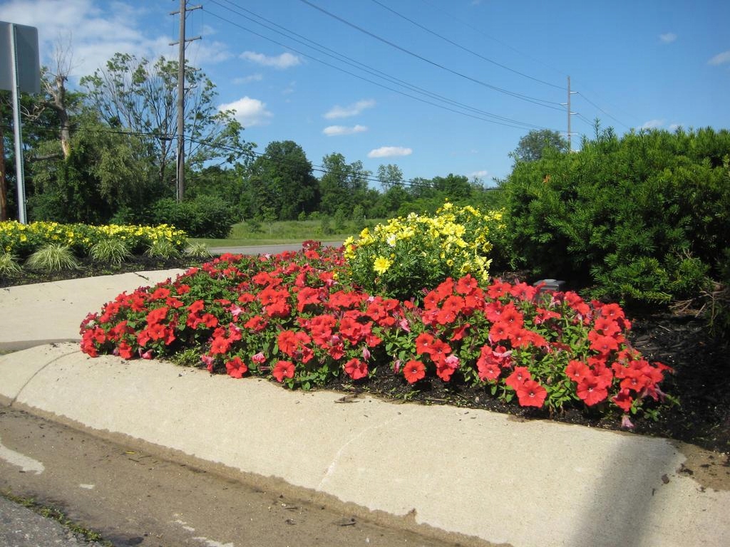 Surfinia Petunia ELECTRIC RED - sadzonka - obrazek 7